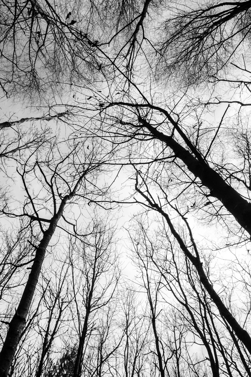 a black and white photo of trees with no leaves