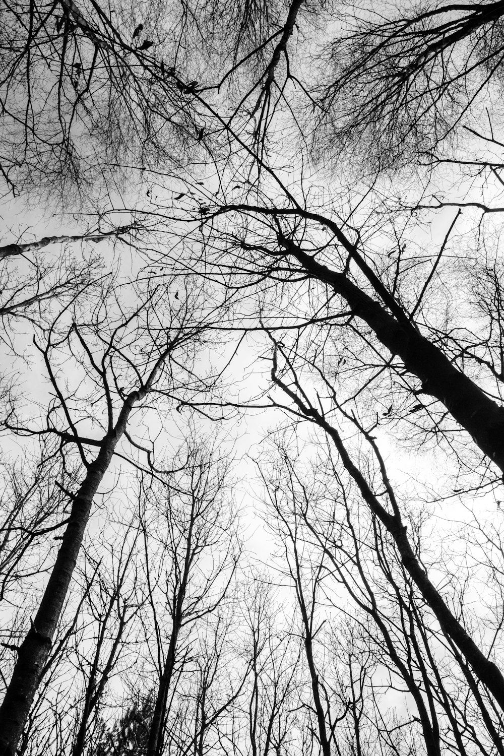 葉のない木の白黒写真