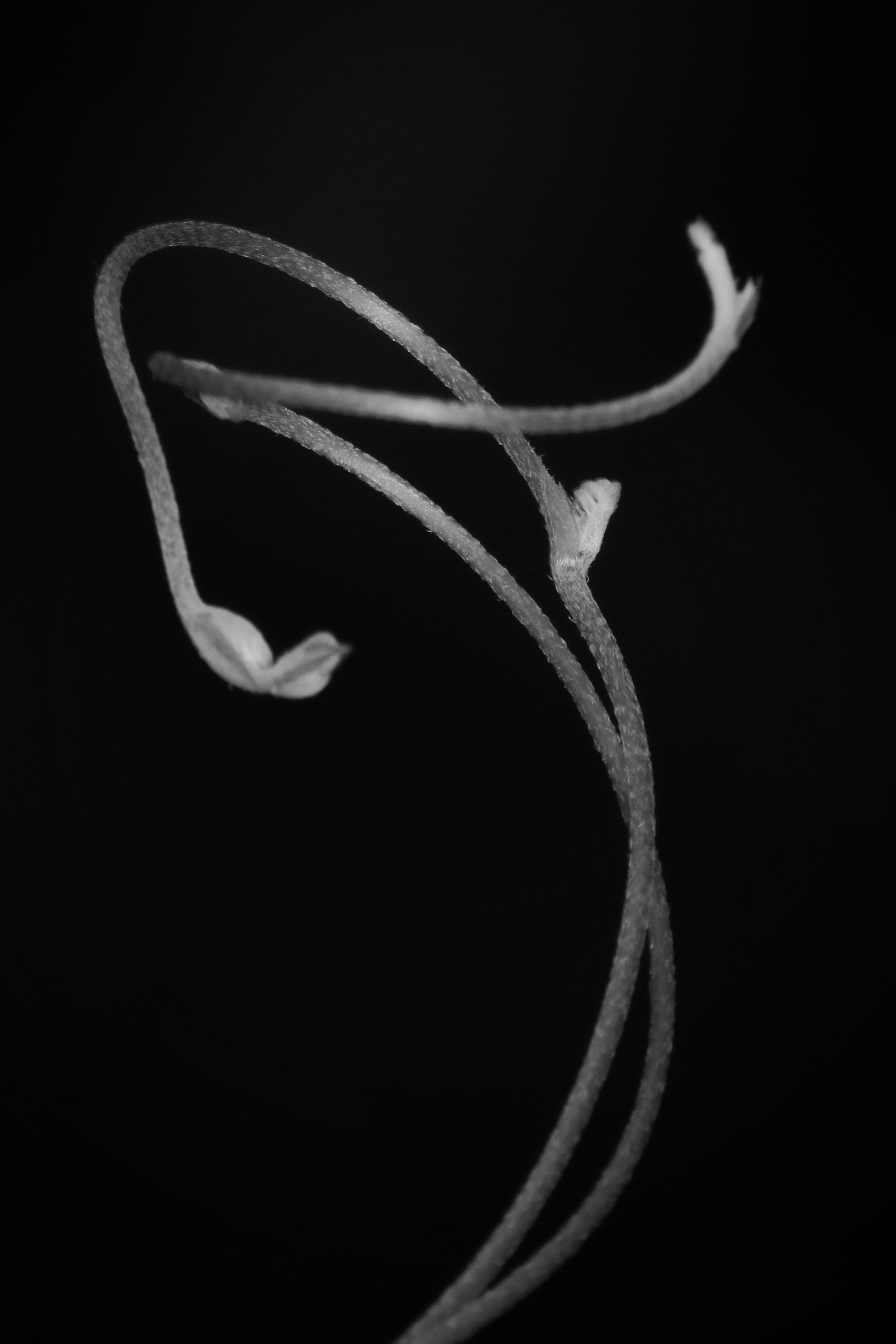 a black and white photo of a plant