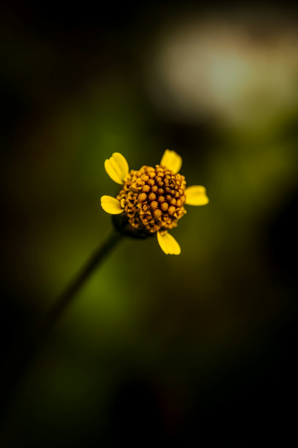 a yellow flower with a blurry background