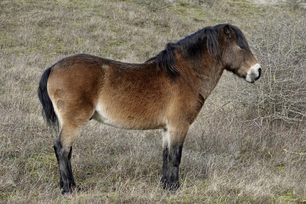 a brown and black horse standing on top of a dry grass field