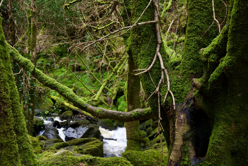 a stream running through a lush green forest