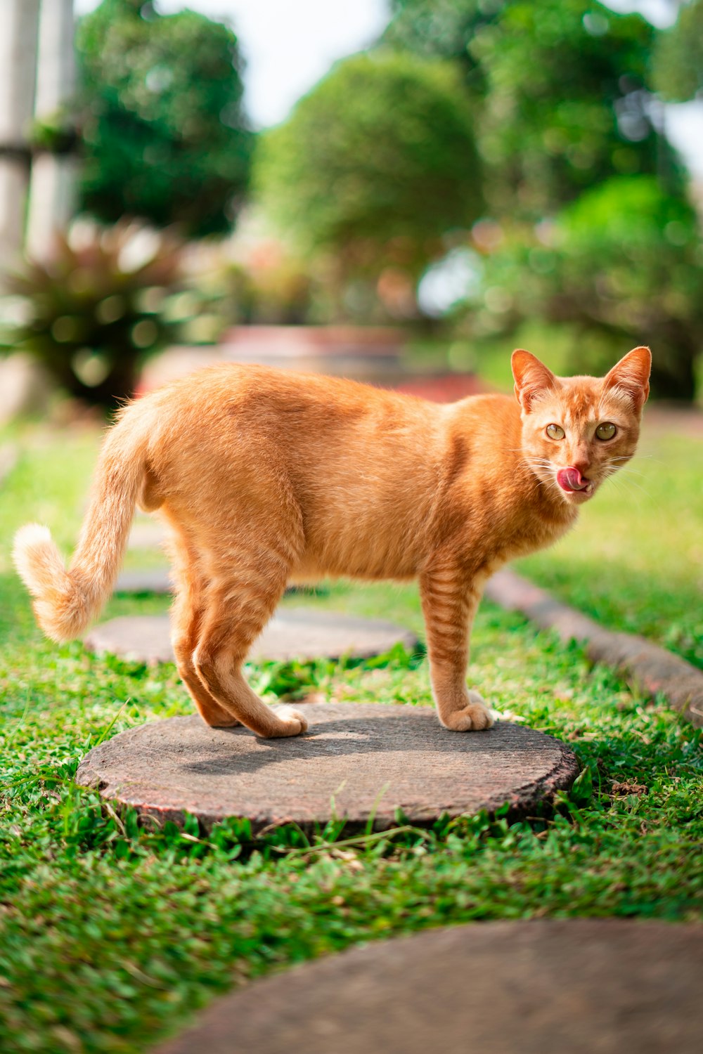 an orange cat standing on top of a stone slab