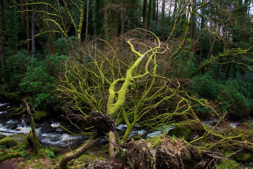 a mossy tree in the middle of a forest
