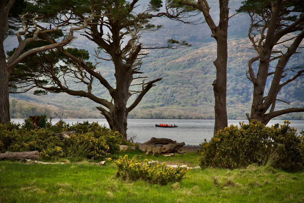 a boat in a body of water surrounded by trees