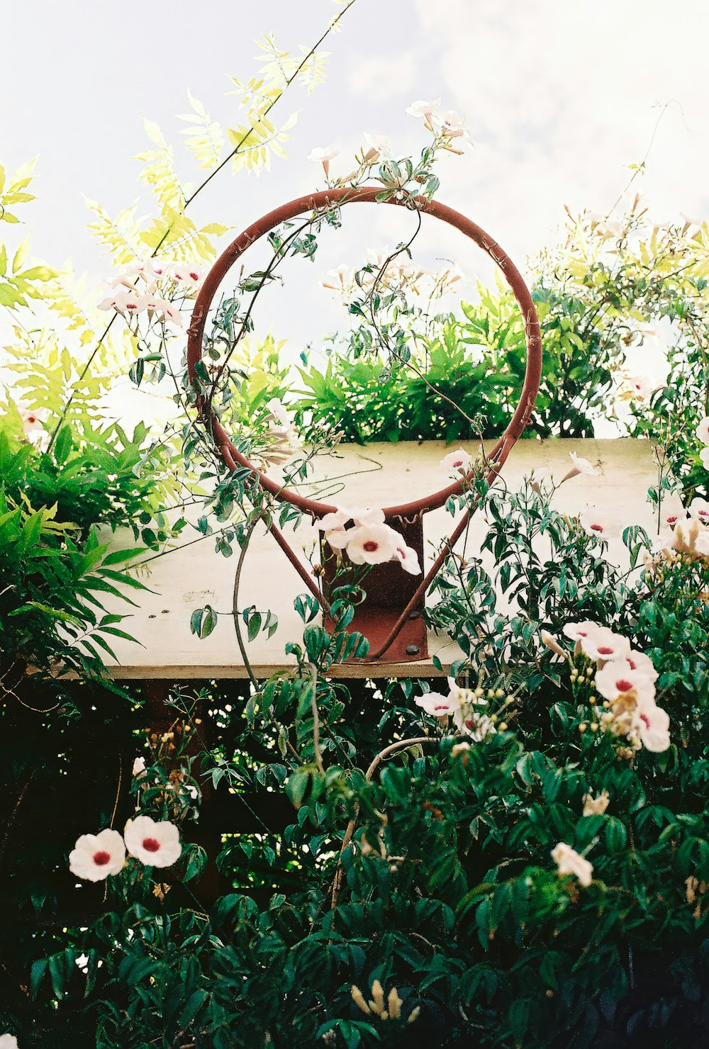 a circular object in the middle of a garden