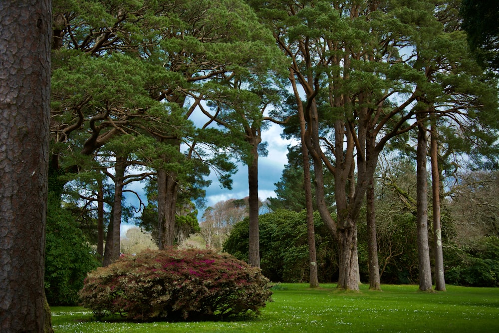 a lush green forest filled with lots of trees