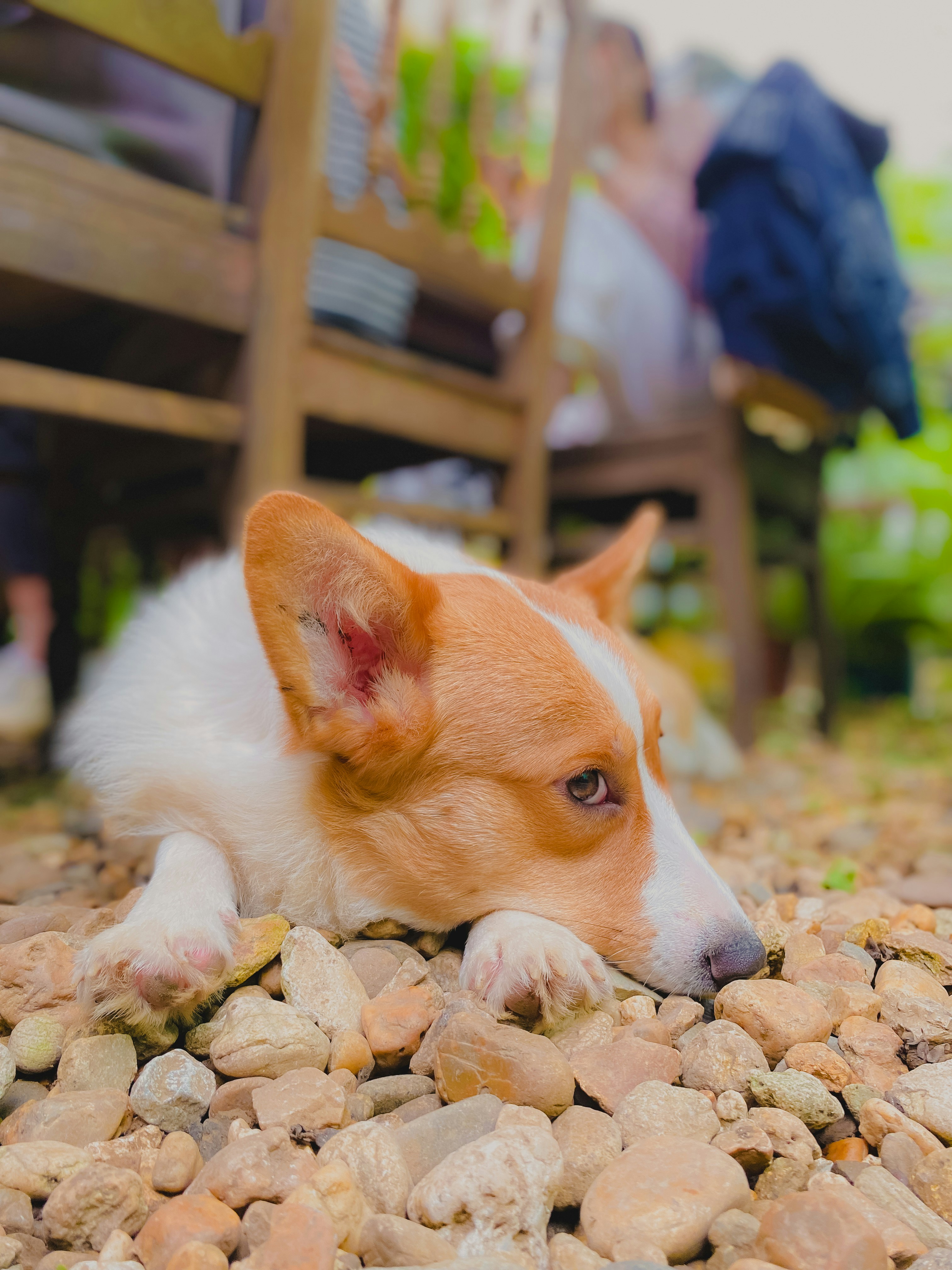 a brown and white dog laying on top of a pile of rocks