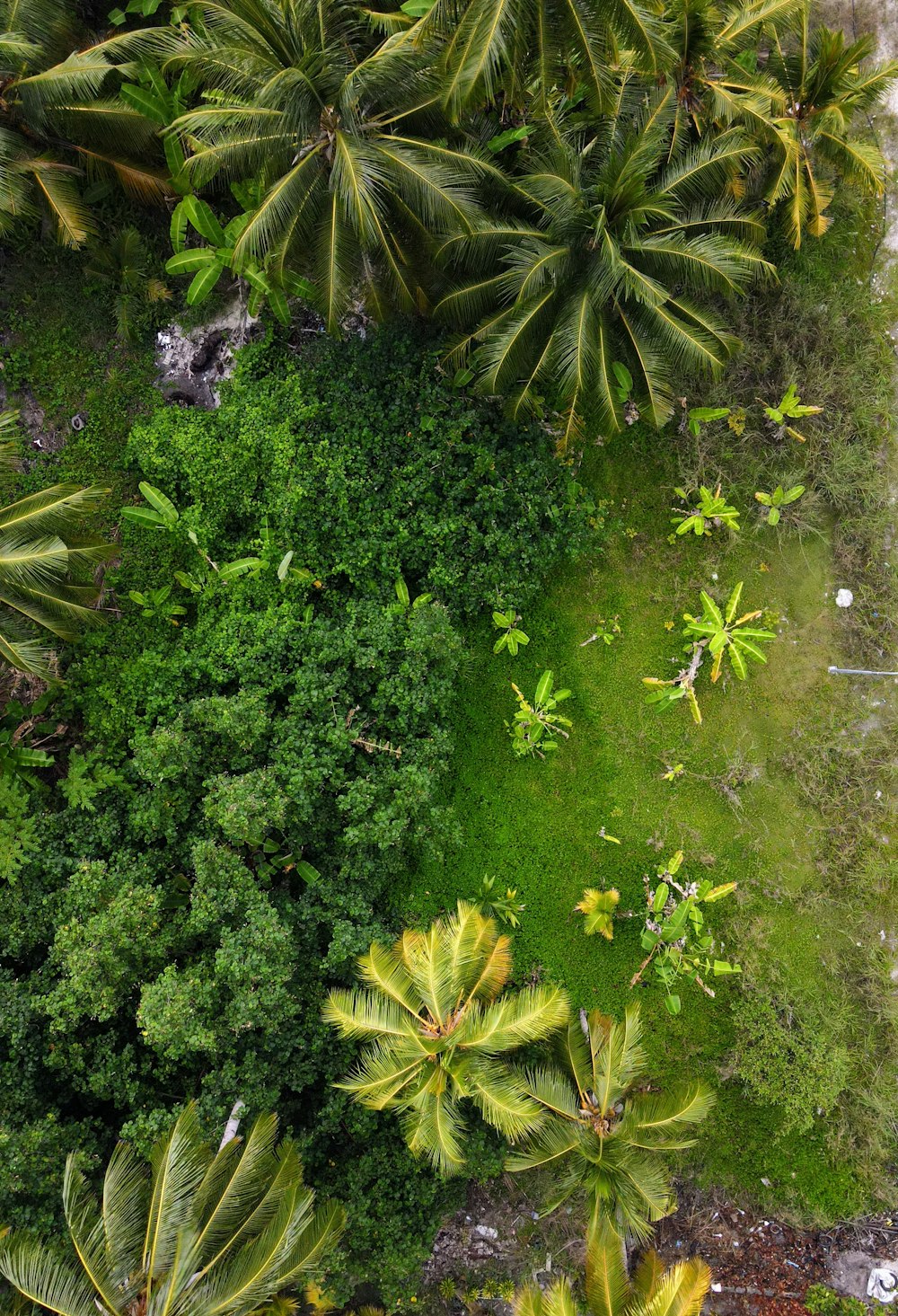 an aerial view of a lush green forest