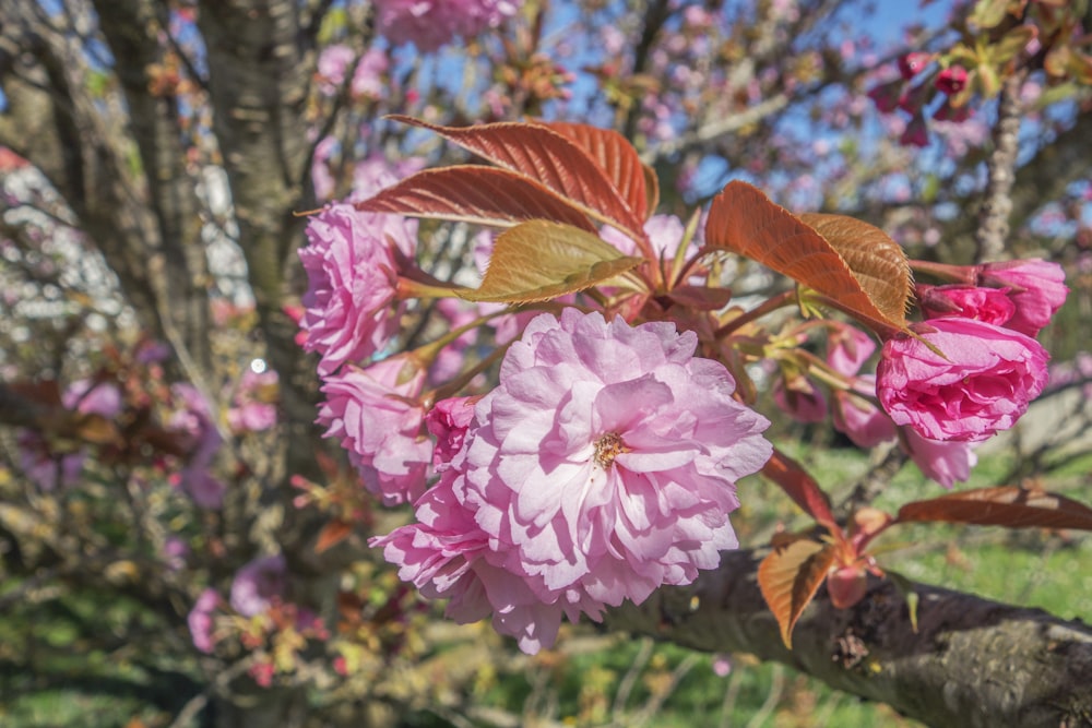 una flor rosada está floreciendo en la rama de un árbol