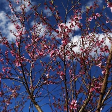 a tree with pink flowers and blue sky in the background