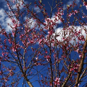 a tree with pink flowers and blue sky in the background