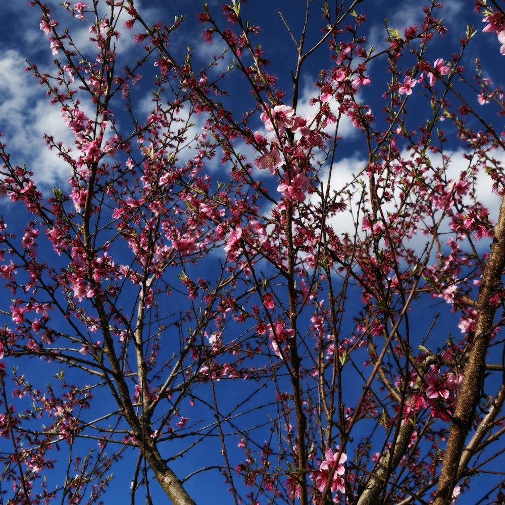 배경에 분홍색 꽃과 푸른 하늘이 있는 나무
