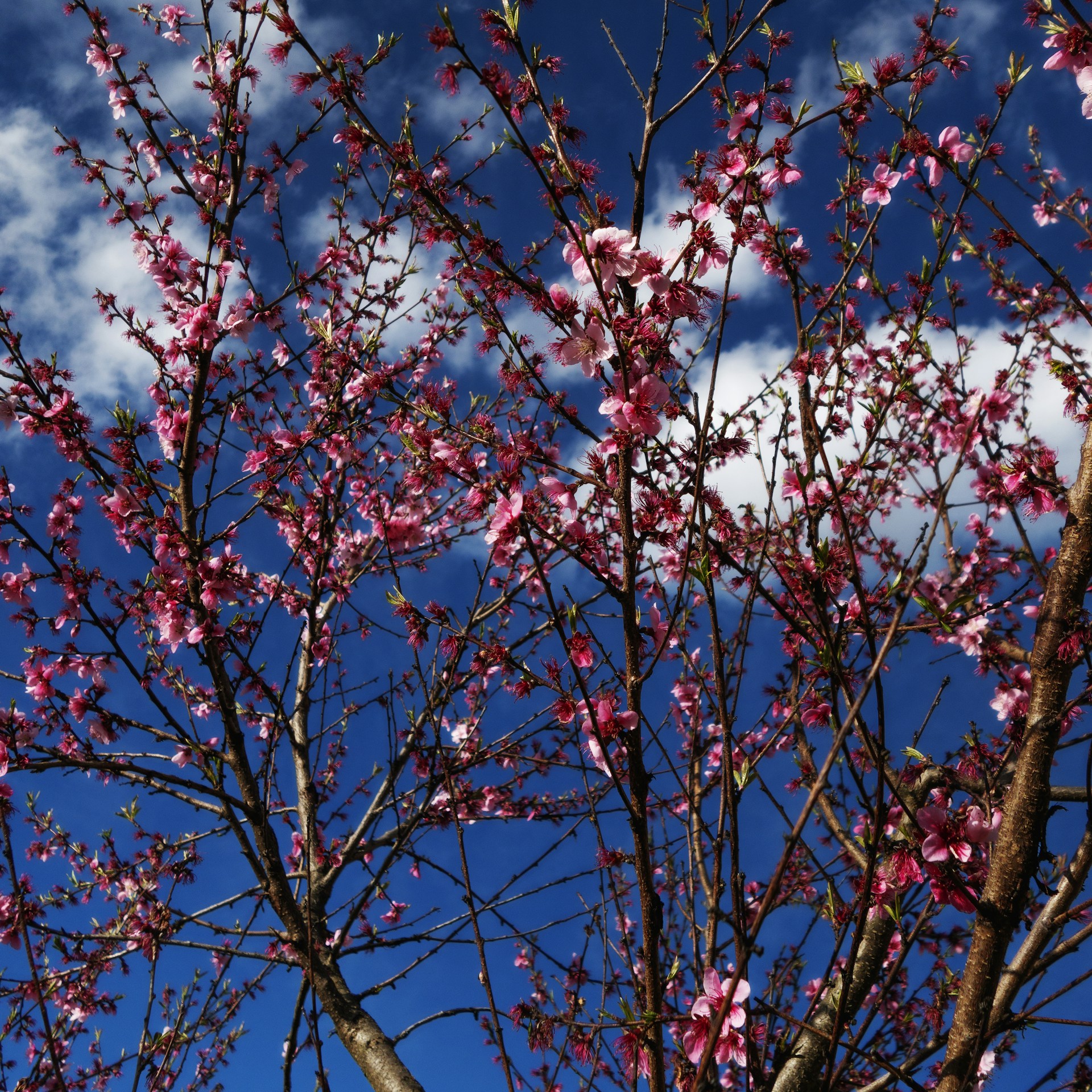 a tree with pink flowers and blue sky in the background