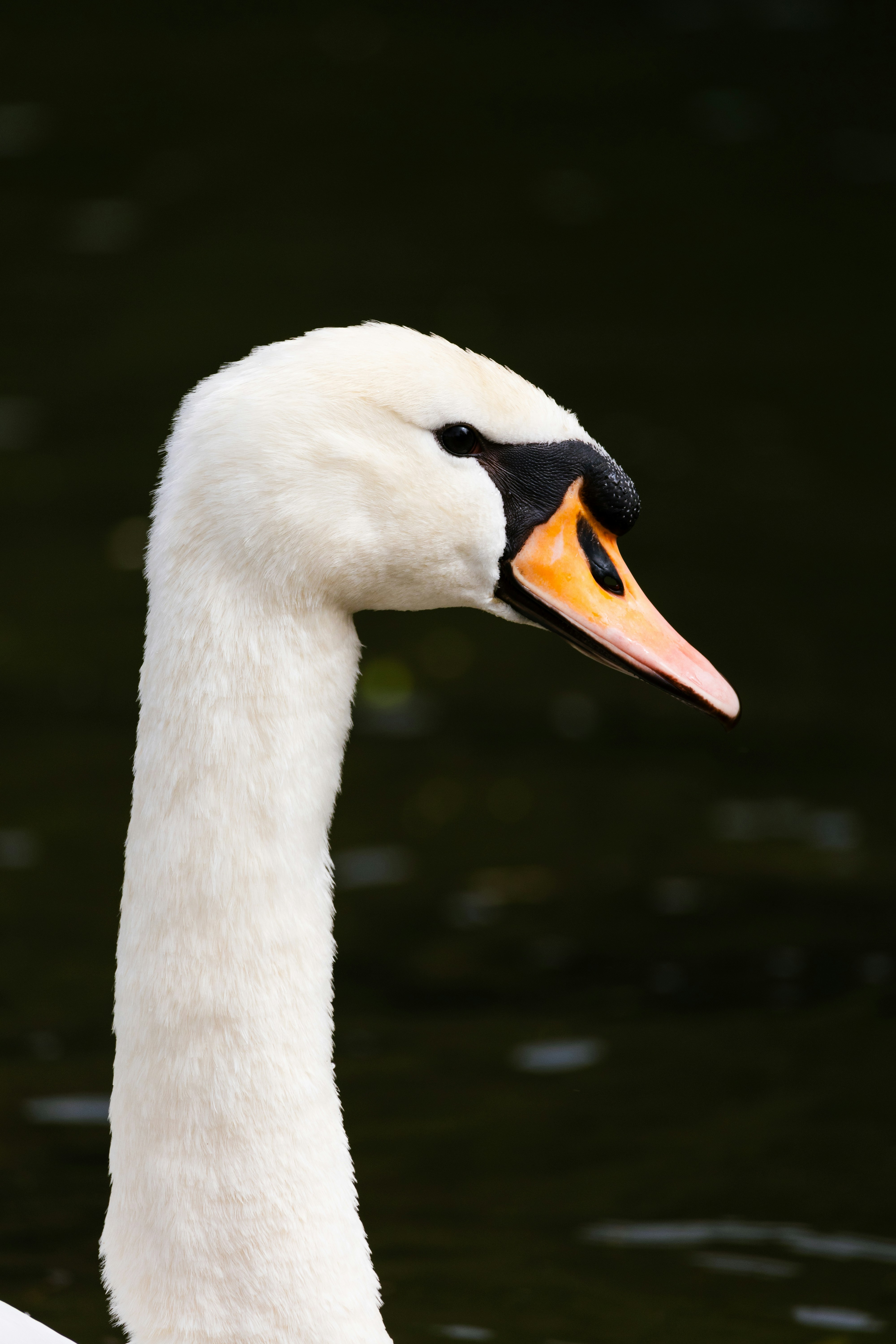A close up of a swan swimming in a body of water photo – Free Animal ...