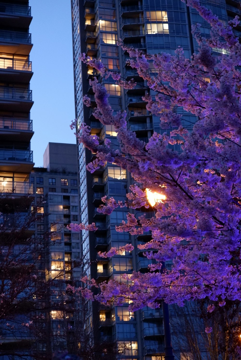 a purple tree in front of a tall building