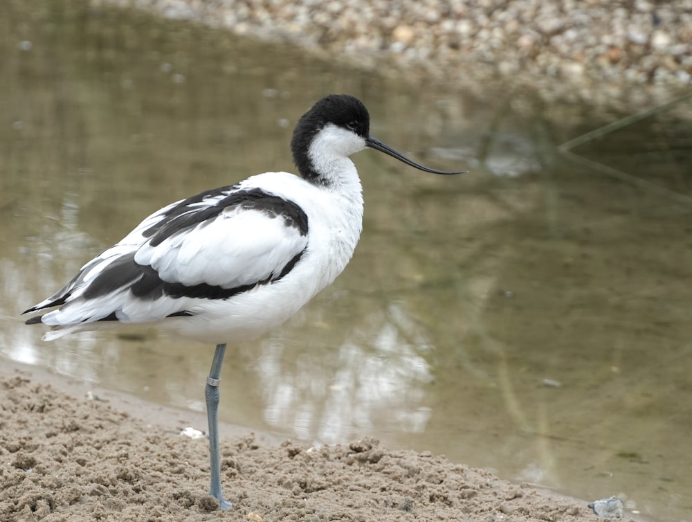 a black and white bird is standing on the sand