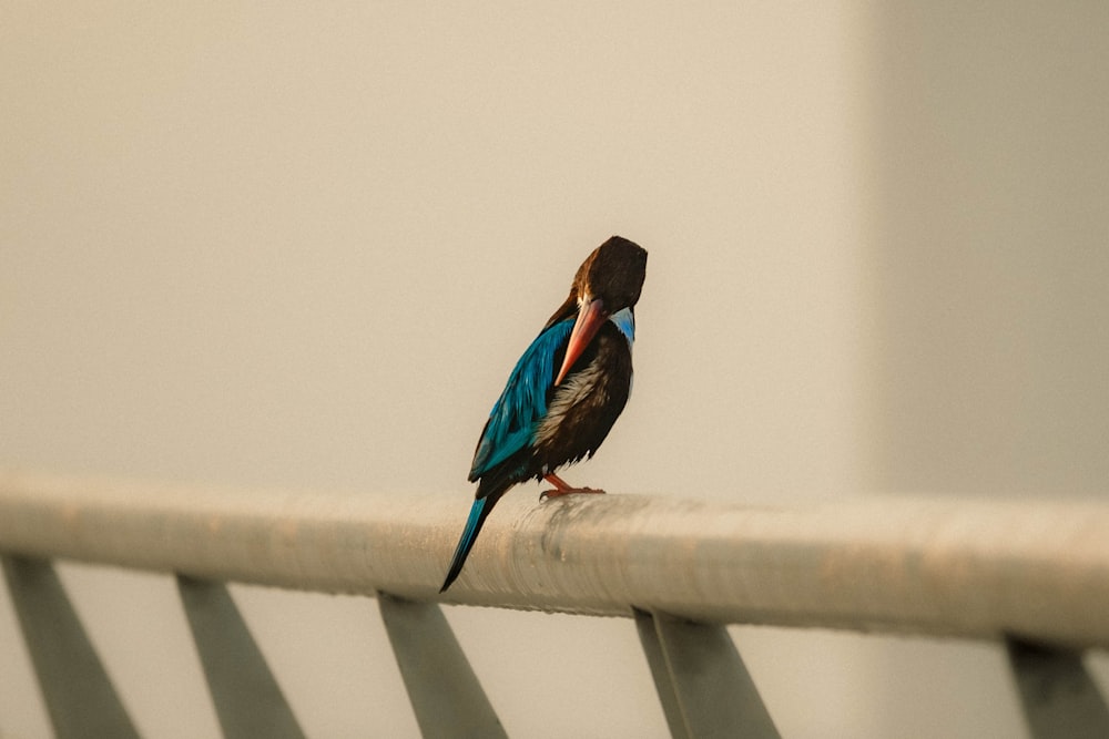 a colorful bird sitting on top of a metal rail