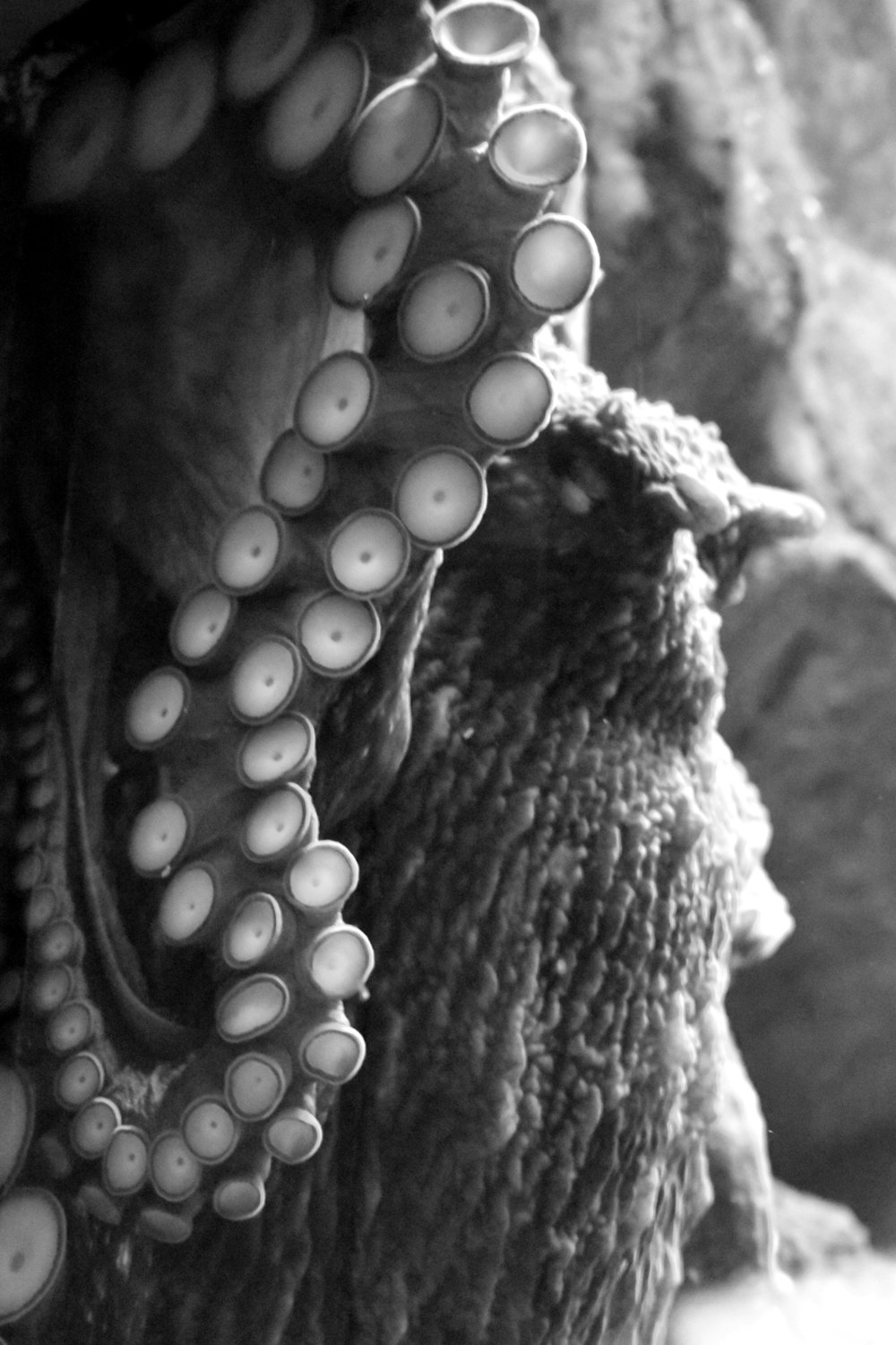 a black and white photo of an octopus