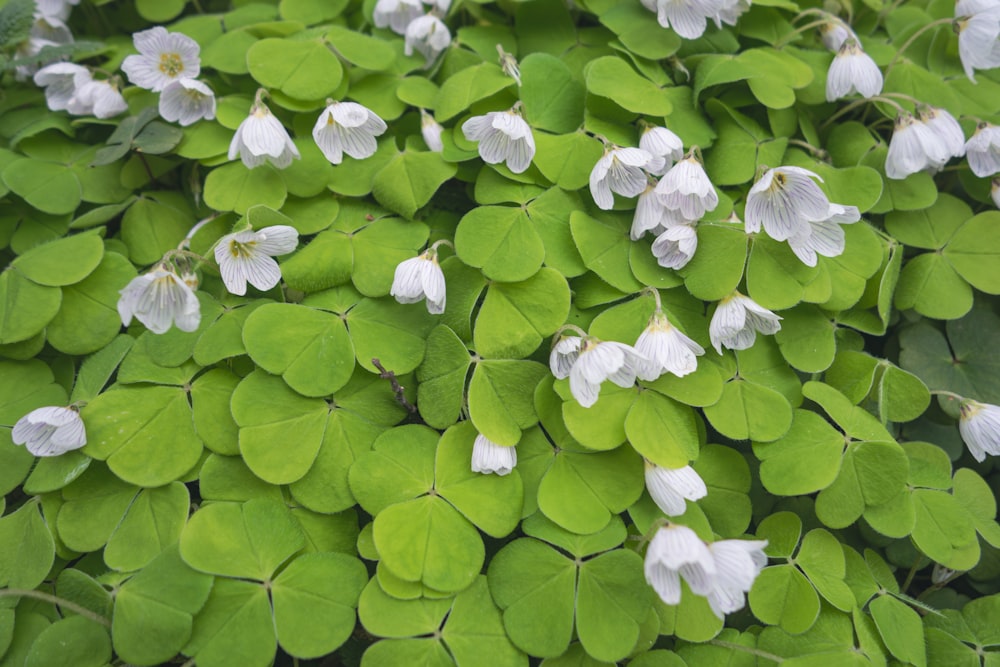 a group of white flowers sitting on top of green leaves