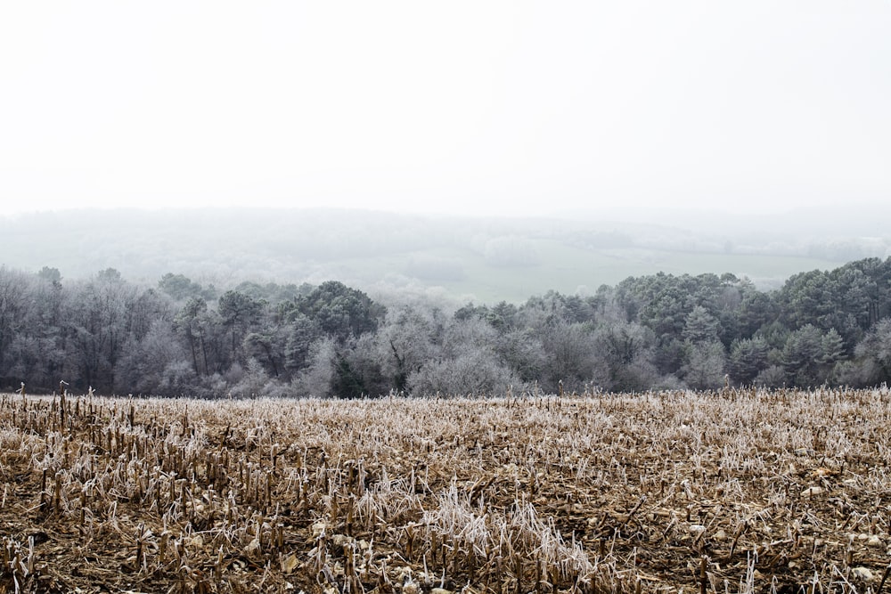 a large field of dead grass with trees in the background