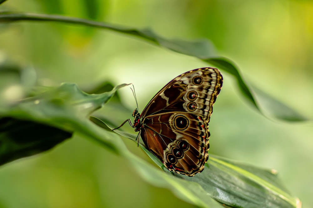 una farfalla seduta in cima a una foglia verde