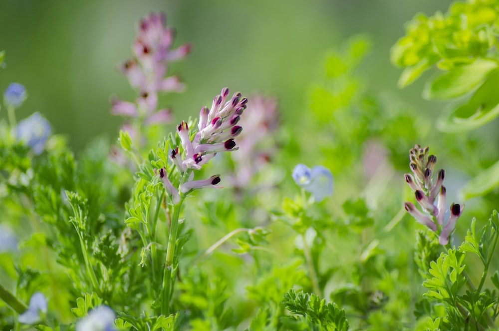 a bunch of flowers that are in the grass