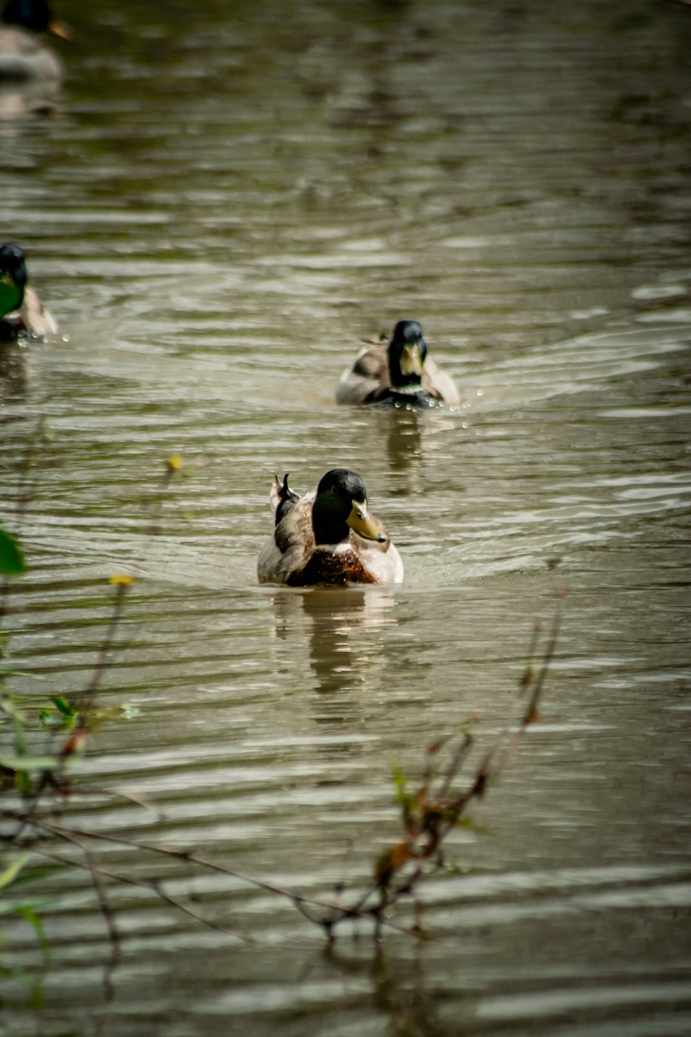 a group of ducks floating on top of a lake