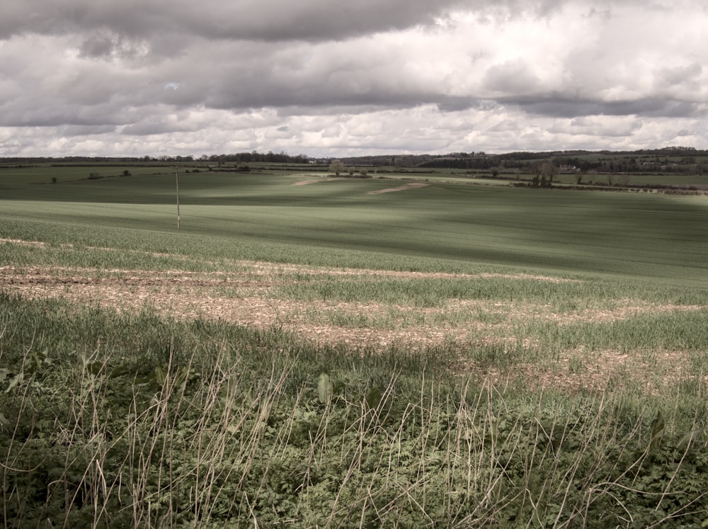 a grassy field with a fence in the foreground