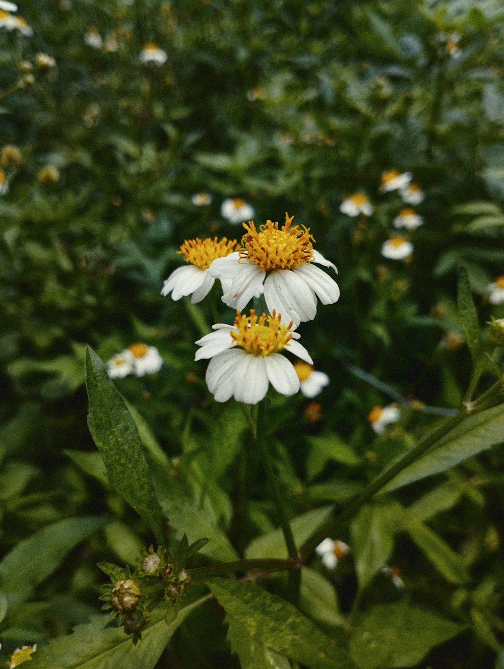 a field full of white and yellow flowers