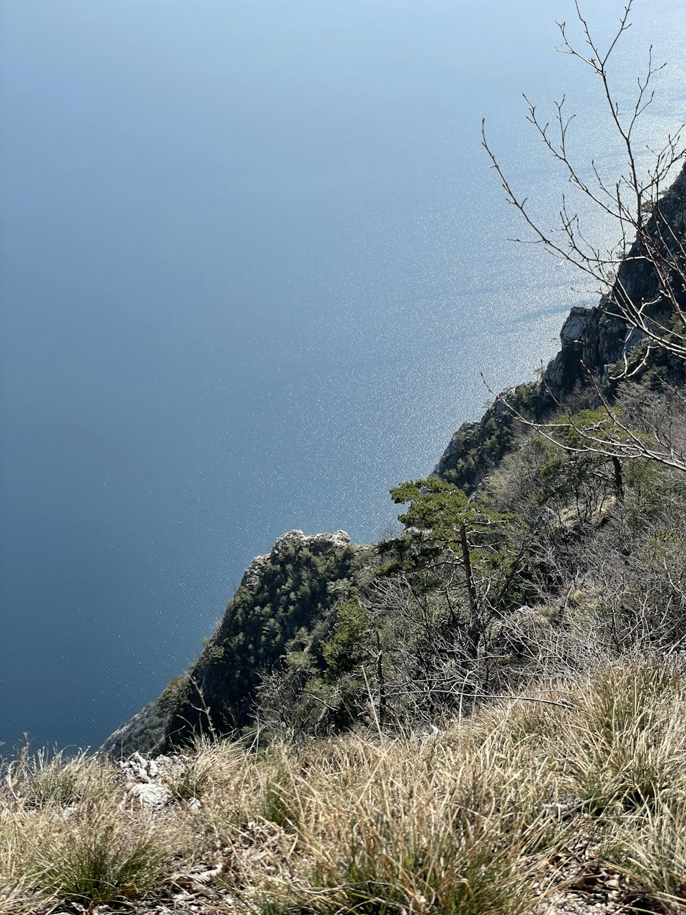 a lone tree on the side of a mountain