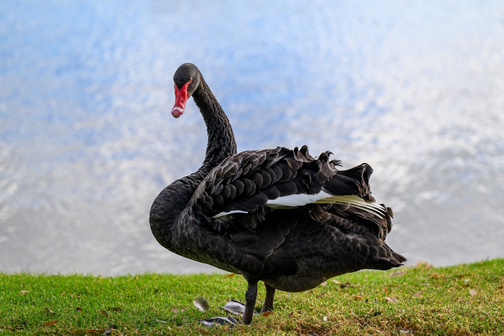a black swan standing on top of a lush green field