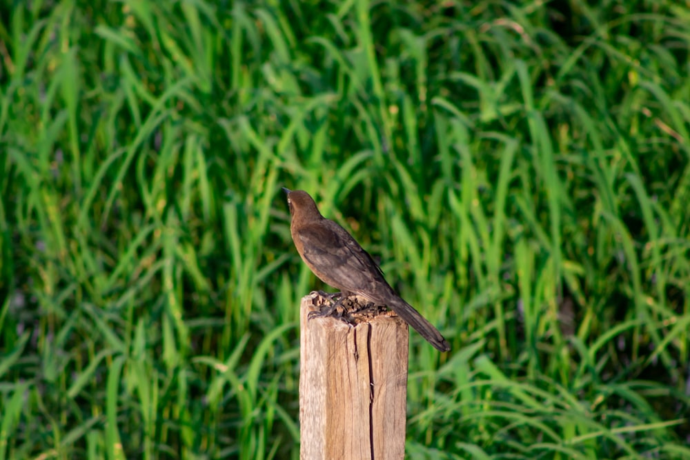 a bird sitting on top of a wooden post