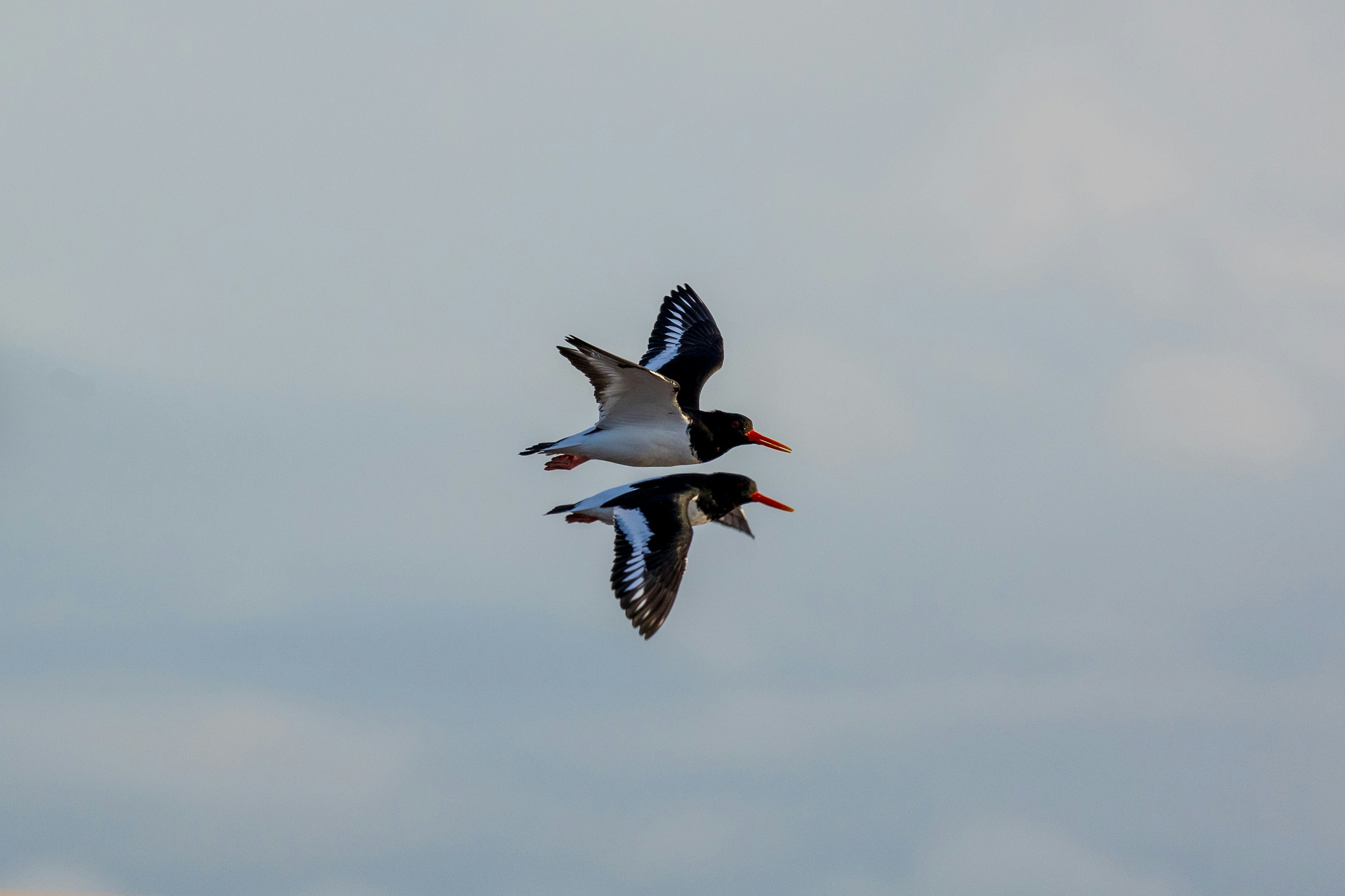 Photo by octopus_photo