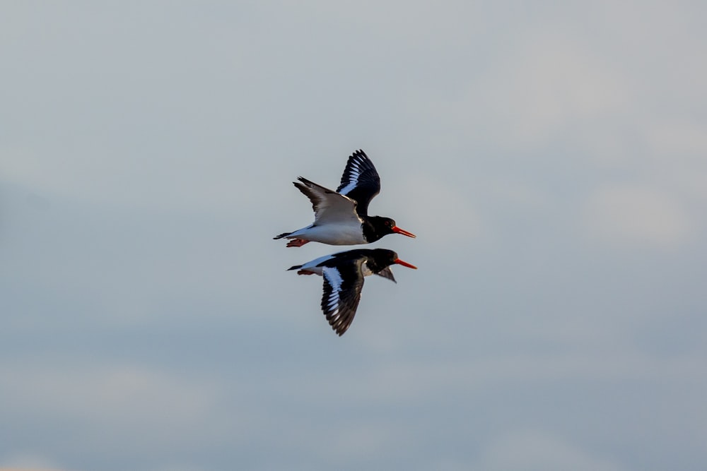 a couple of birds flying through a cloudy sky