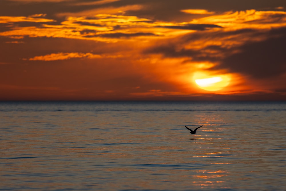 a bird flying over a body of water at sunset