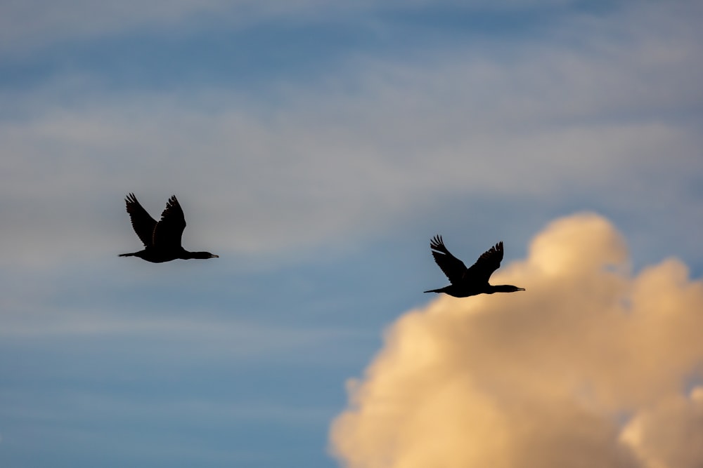 a couple of birds flying through a cloudy sky