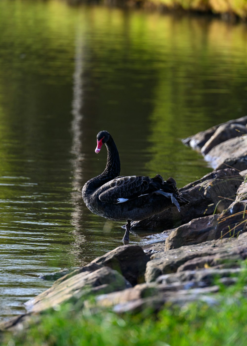 un par de pájaros negros parados en la cima de un lago