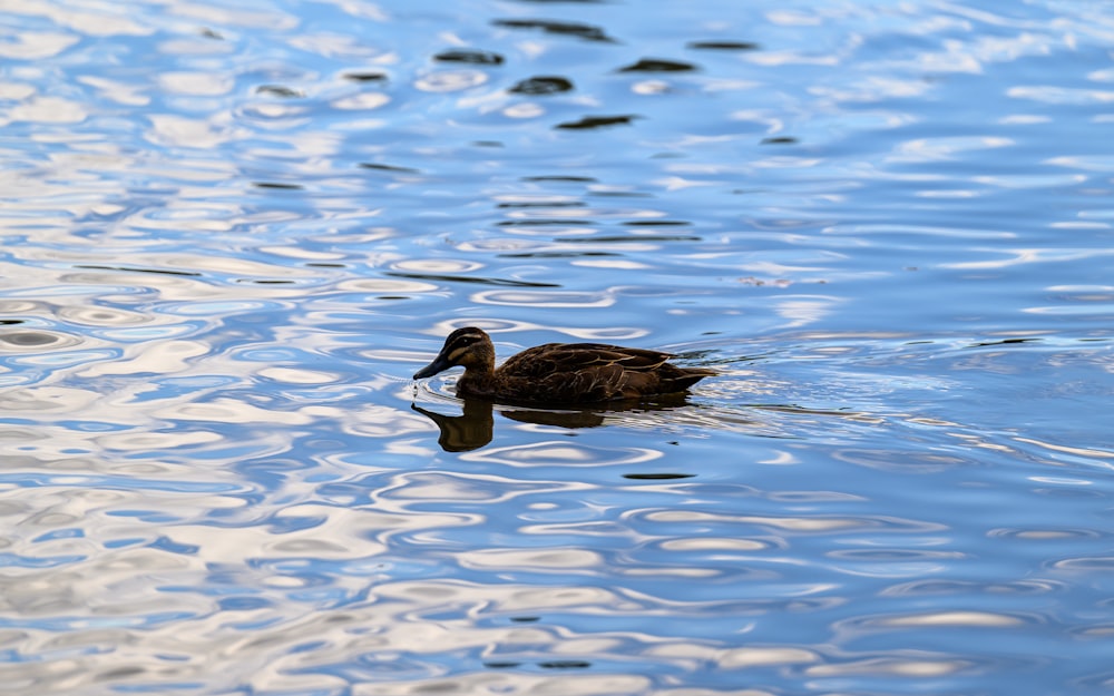 a duck floating on top of a body of water