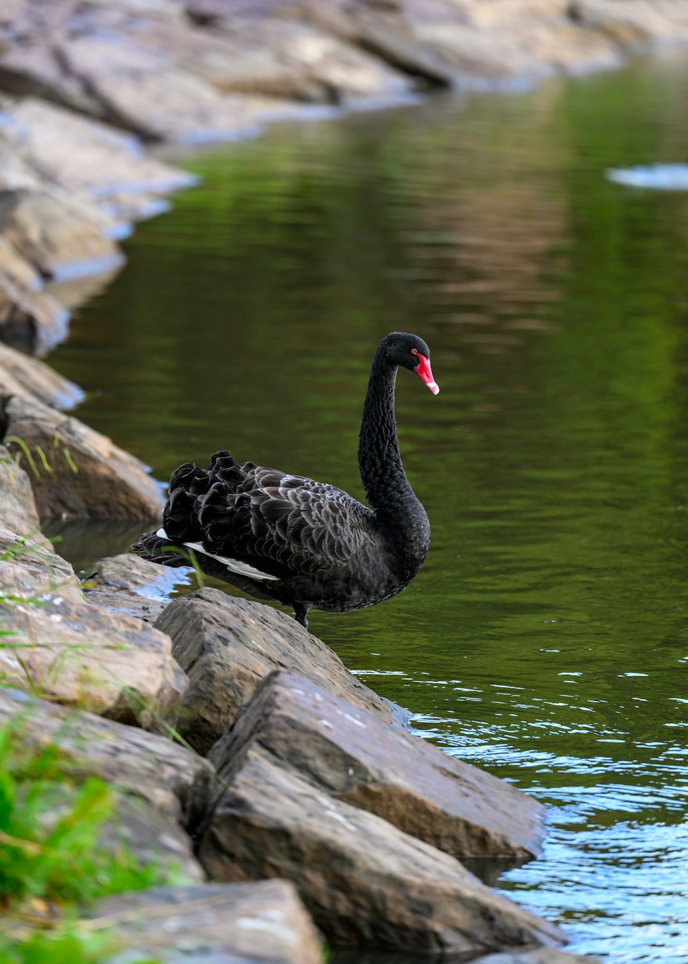 un cisne negro parado sobre una roca junto a un cuerpo de agua