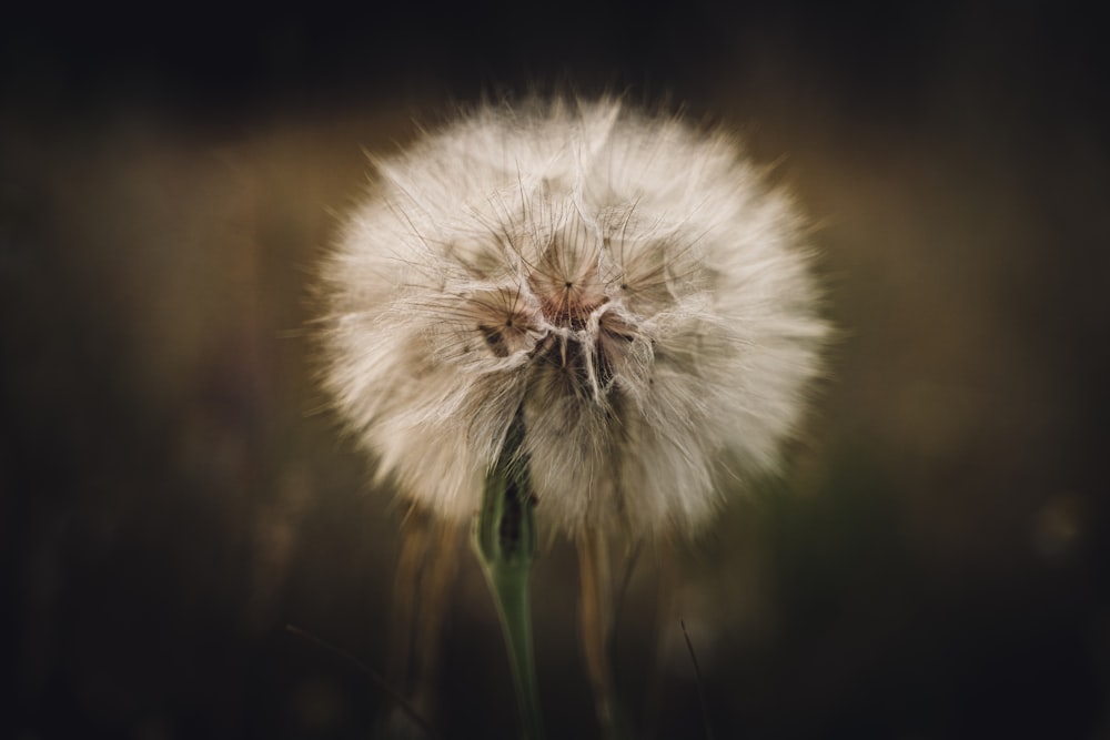 a close up of a dandelion in a field