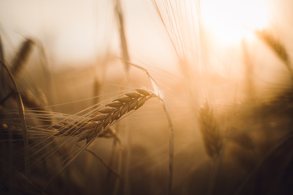 um close up de um campo de trigo com o sol ao fundo