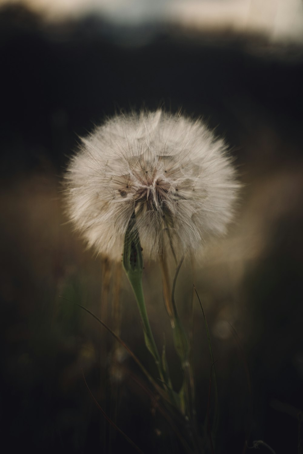 a close up of a dandelion in a field