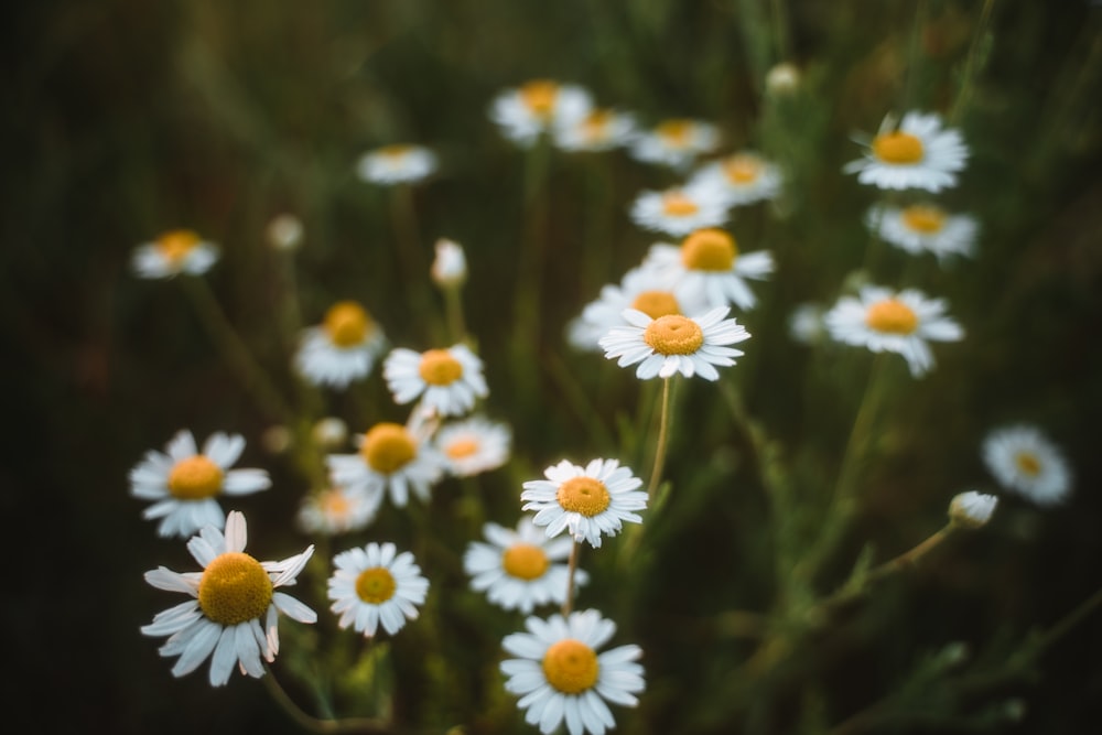 a bunch of daisies that are growing in a field