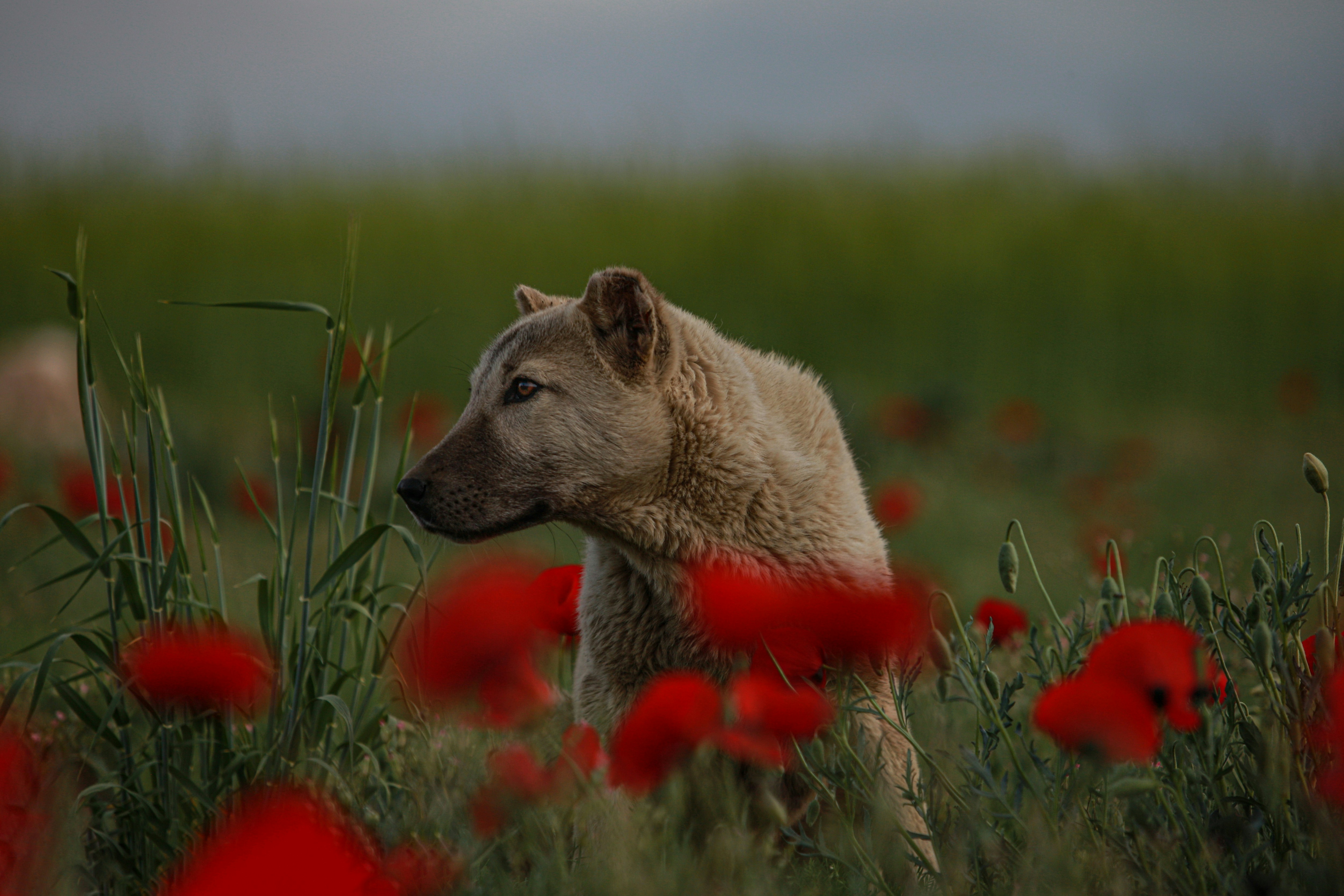 a dog standing in a field of red flowers