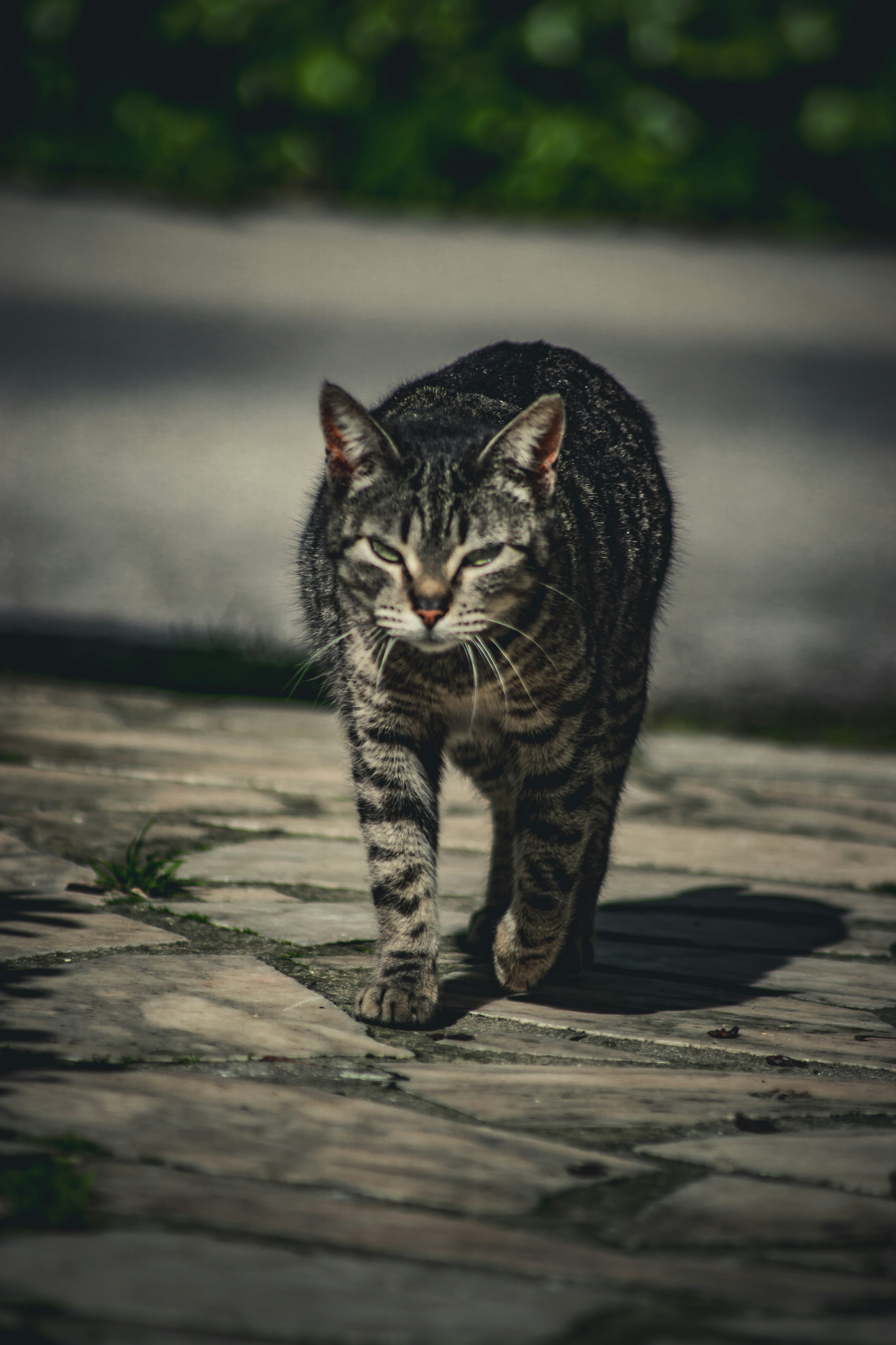 a cat walking down a sidewalk with its eyes closed