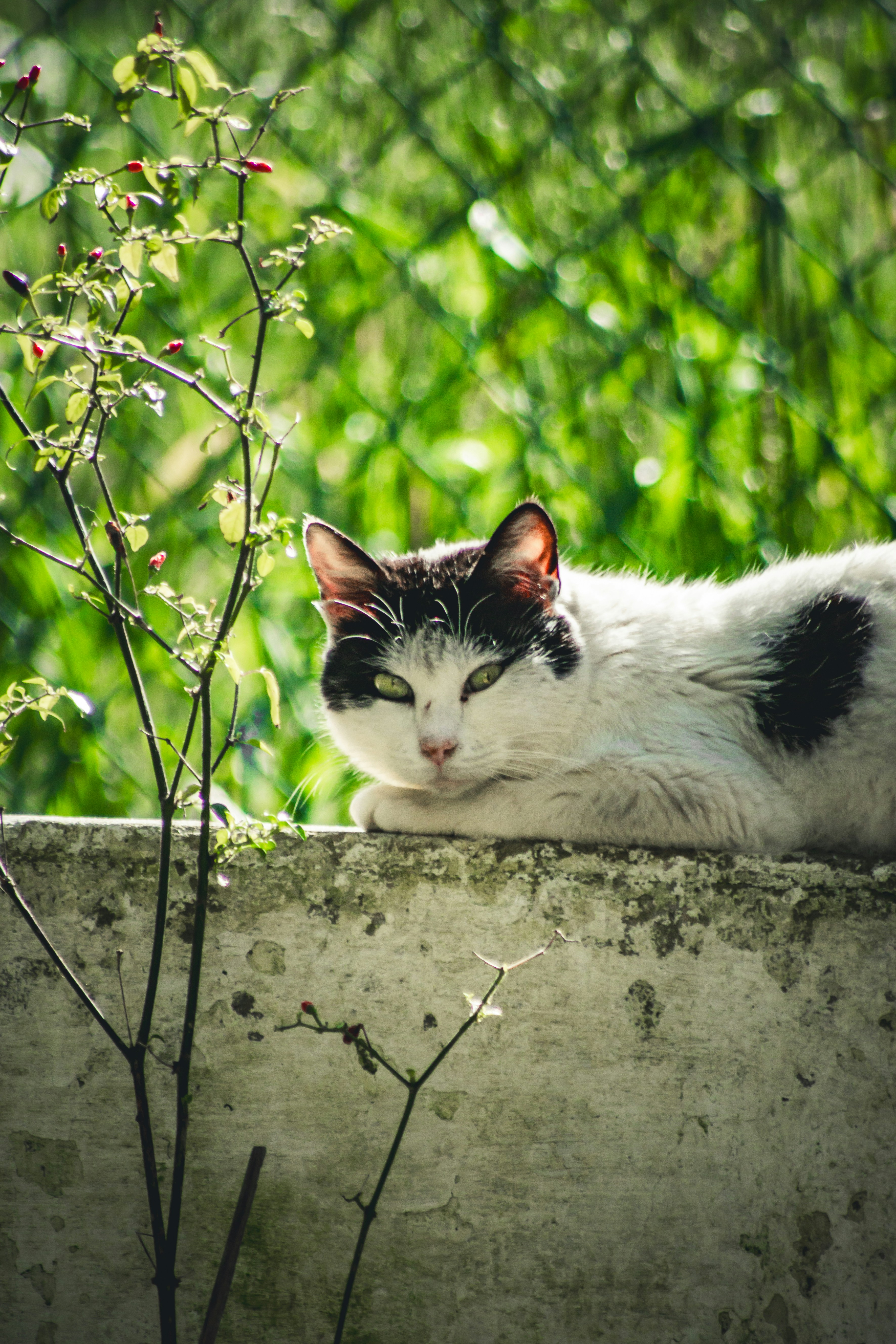 Photo by diogocardoso28