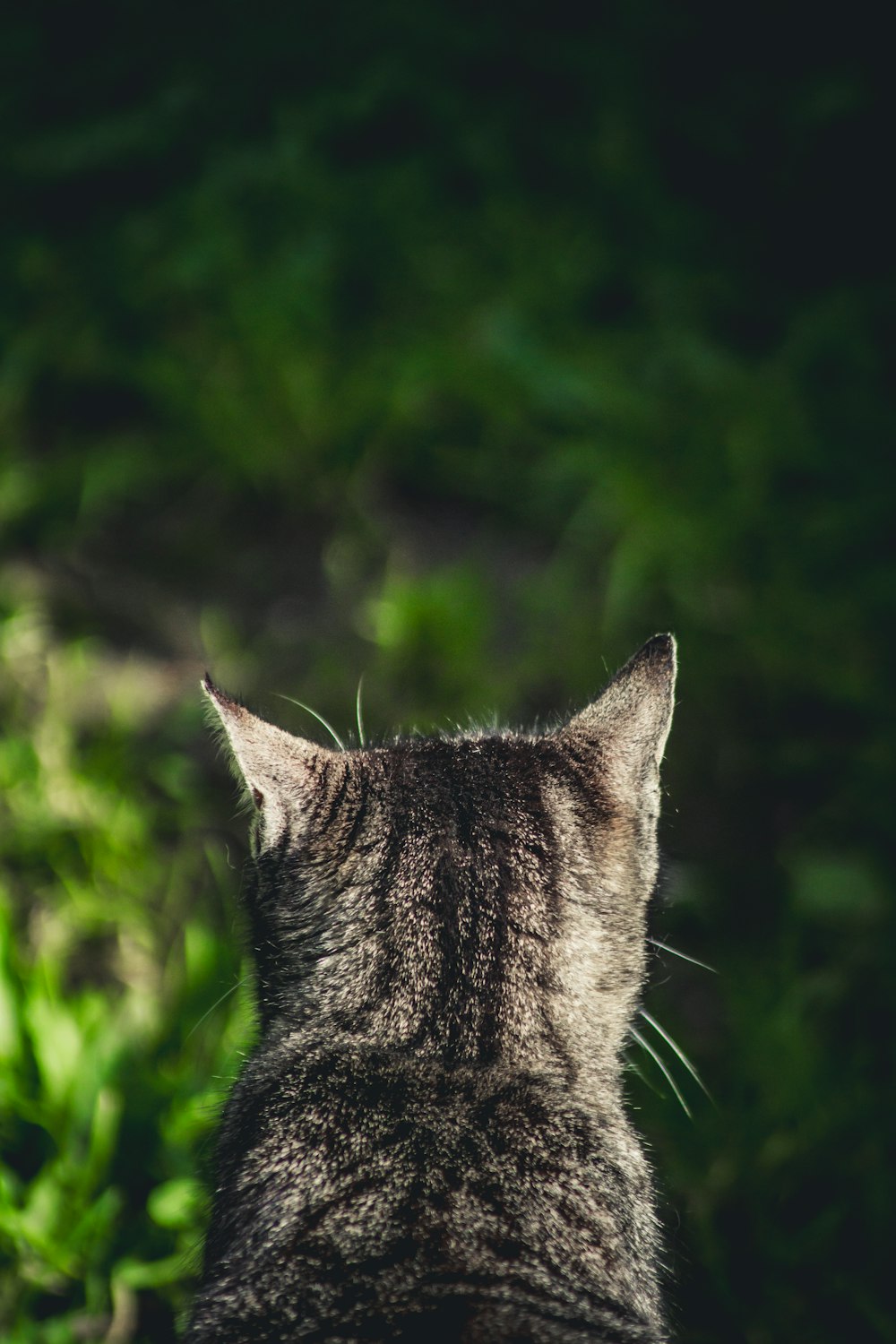 a close up of a cat's face with a bush in the background