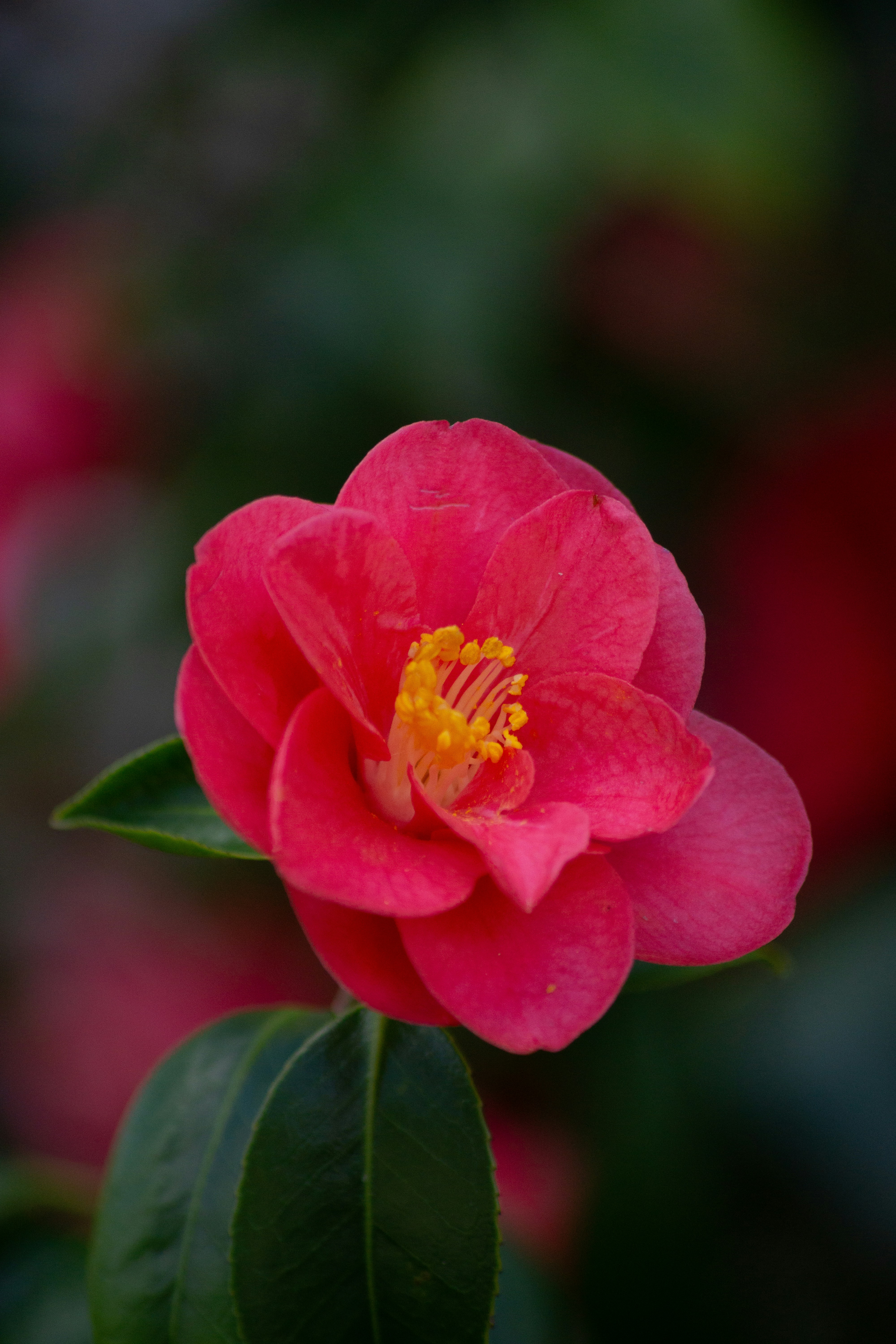 Photo by diogocardoso28