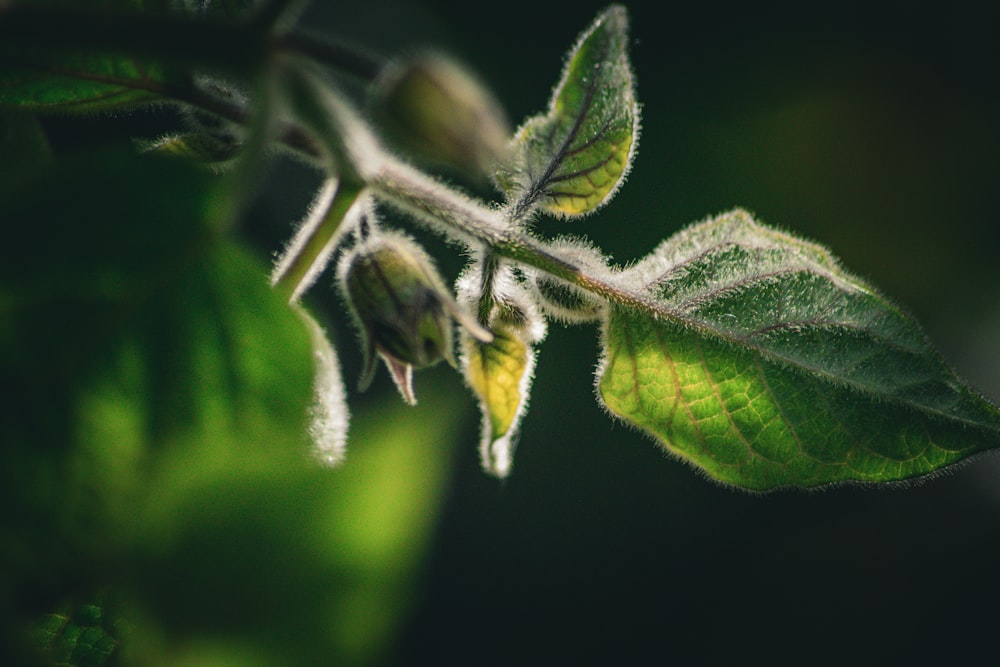 a close up of a green leaf on a tree